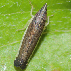 Proceps acicularis